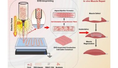 Xi'an Jiaotong University team bioprints aligned skeletal muscle tissue using electric fields | VoxelMatters