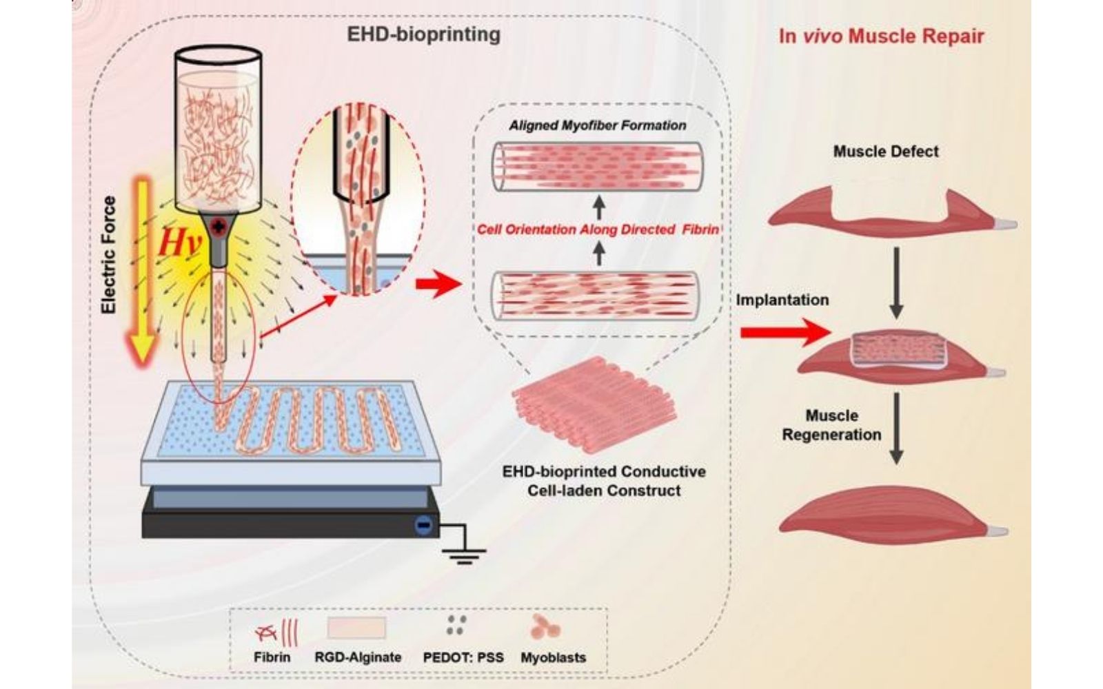 Xi'an Jiaotong University team bioprints aligned skeletal muscle tissue using electric fields | VoxelMatters