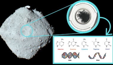 The asteroid Ryugu, a sample collected from it and the five nucleobases of DNA and RNA