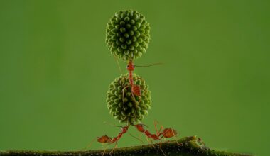 Red ants can lift up to 50 times their own body weight – and this award-winning macro photo shows their phenomenal balanced teamwork