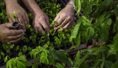 Brazilian settlers turn to reforestation in ambitious land recovery plan