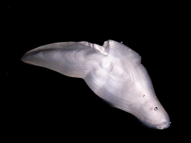 The Ocean Within. Photograph: Yvette Monahan