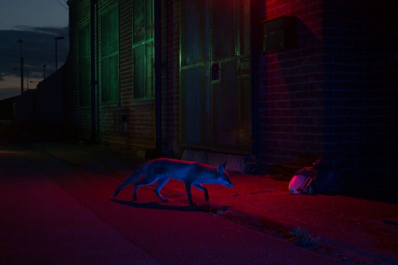 A fox walks along a dimly lit urban street at night, illuminated by red and green lights near a brick building with a metal gate and a discarded bag on the ground.