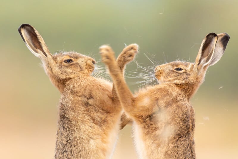 Two brown hares stand upright facing each other, appearing to box with their front paws raised. The background is softly blurred, highlighting their detailed fur and expressive faces.