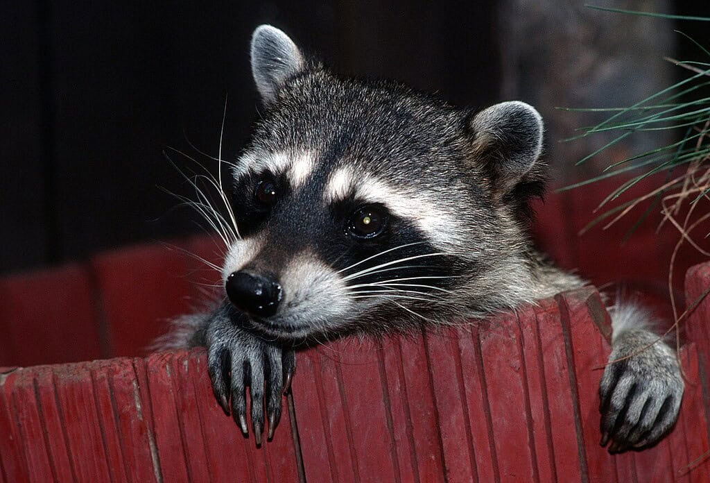 Adorable raccoon peeking over a red wooden fence in a natural setting.