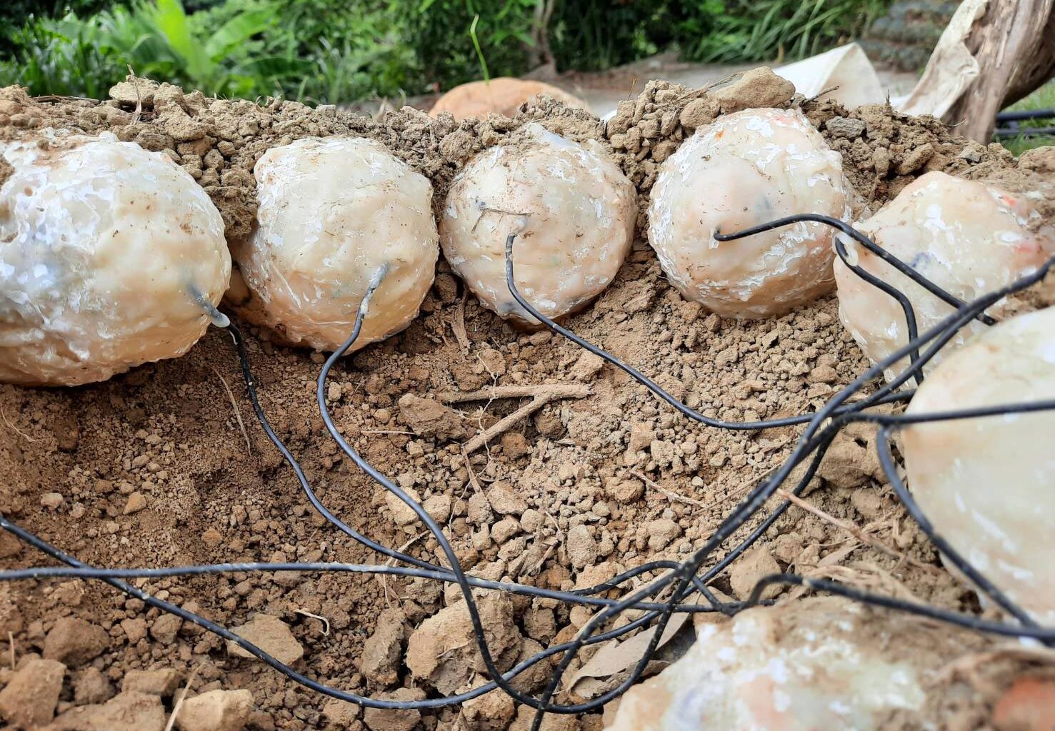 A clutch of false oviraptor eggs on the ground each with a wire extending from it