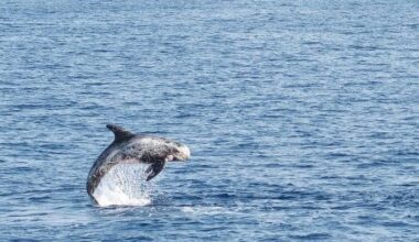 Risso’s dolphins Greece