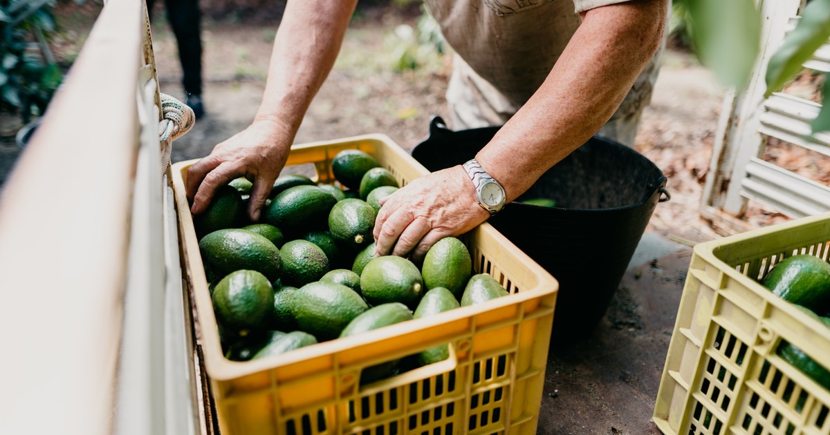Kenya targets export boom as China removes tariffs on farm goods