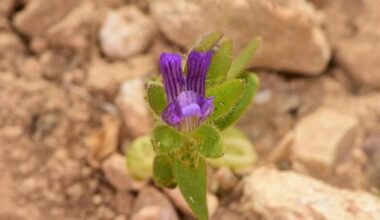 Rare Pale Weasel's-snout rediscovered in Israel after 19 years