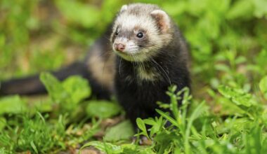 Rathlin Island sees feral ferrets eradicated for the first time – The Irish Times
