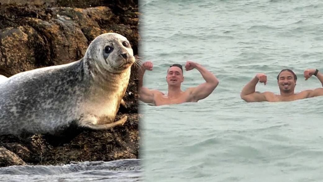 Click to play video: 'Sea lion surprises swimmers near Victoria, B.C.'