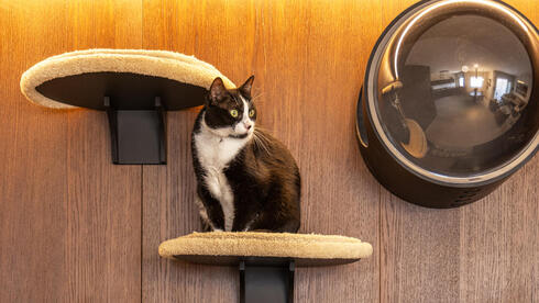 inside cat-friendly seaside apartment makeover