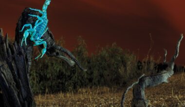 Scorpions, spiders, and other creatures that glow in the dark