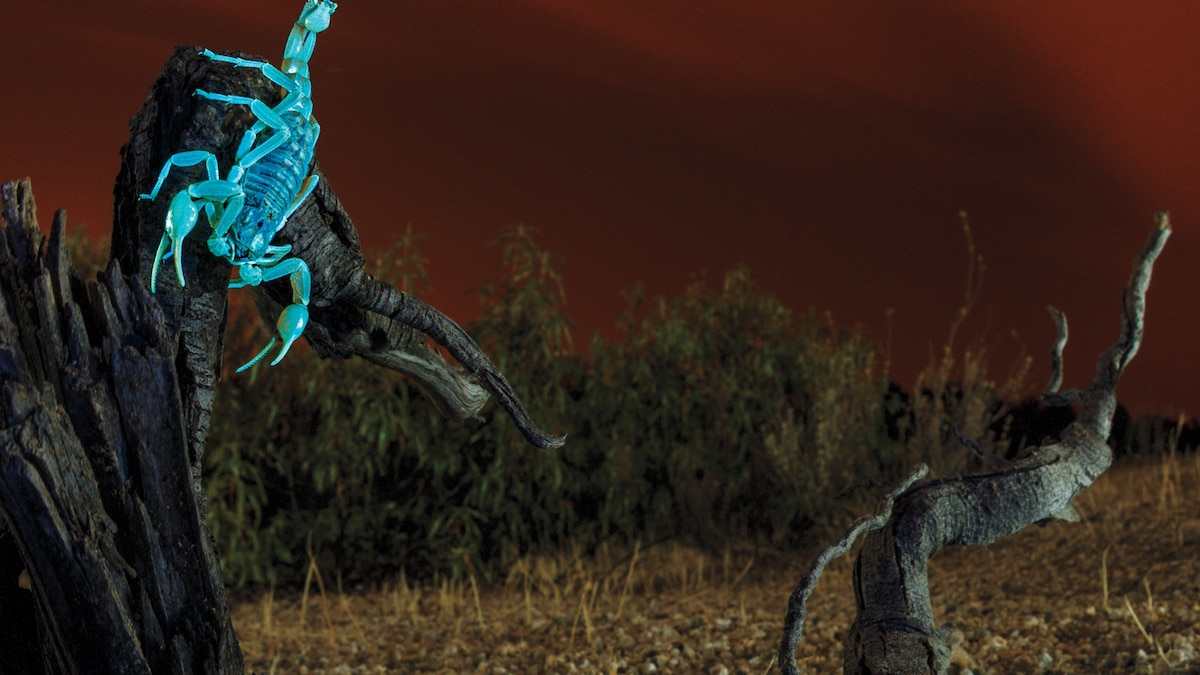 Scorpions, spiders, and other creatures that glow in the dark