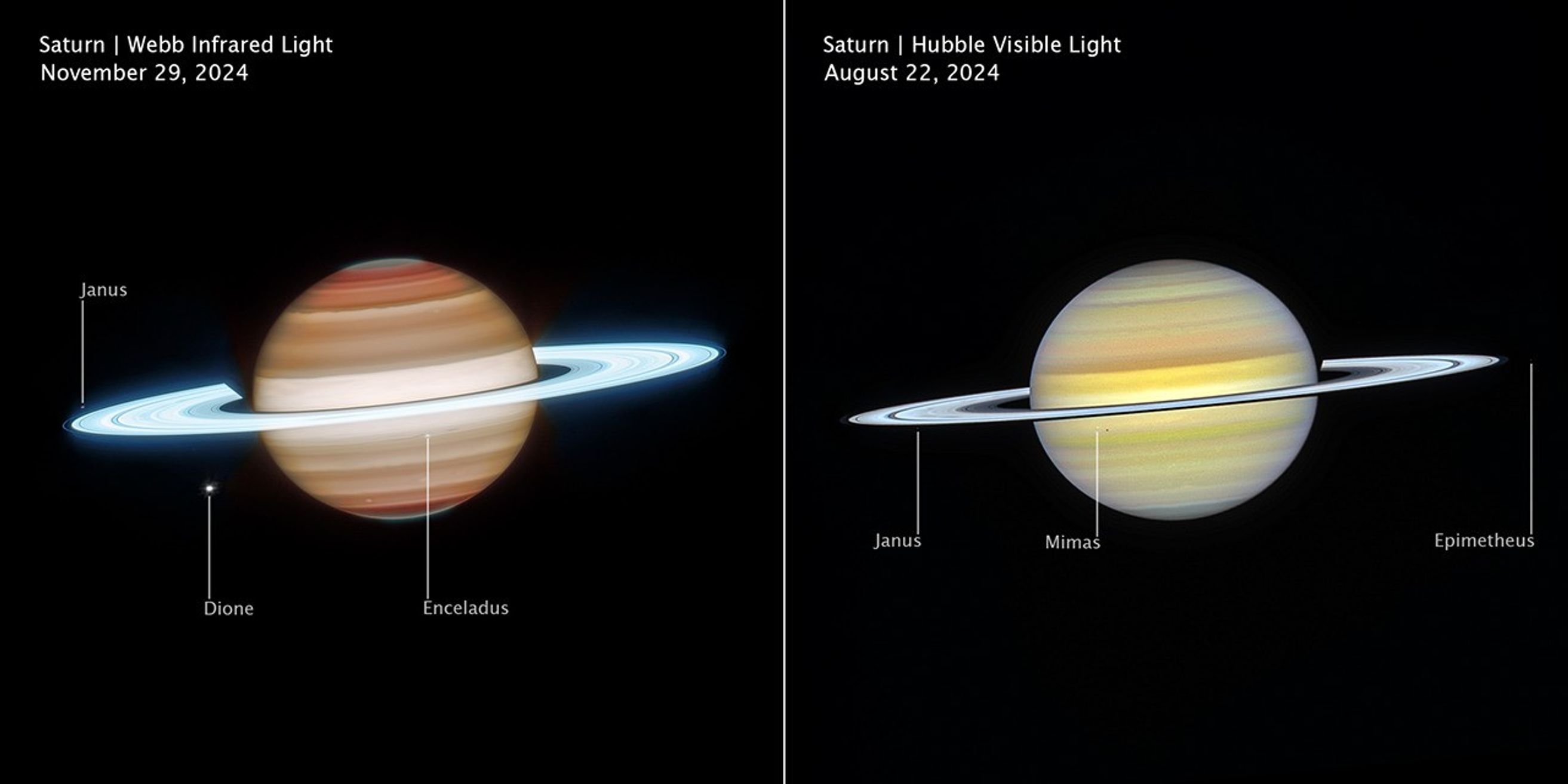 Side-by-side comparison of Saturn observed at different wavelengths and times show how differently it appears in infrared, on the left, versus visible light, on the right. Left image is labeled Saturn, Webb Infrared Light, November 29, 2024. Right image is labeled Saturn, Hubble Visible Light, August 22, 2024.
In infrared, Saturn has horizontal bands, with bands at the north and south poles appearing darker orange and lightening to tan as they approach the equator. The north and south poles glow a greenish-grey. The rings appear in an icy neon white. White dots, representing several of Saturn’s moons, are labeled Janus, Dione, and Enceladus.
In visible, Saturn’s horizontal bands appear pale yellow, with some bands towards the north and south pole having a light blue hue. The rings appear bright white, glowing slightly less than Webb’s infrared image. White dots, representing several of Saturn’s moons, are labeled Janus, Mimas, and Epimetheus.
