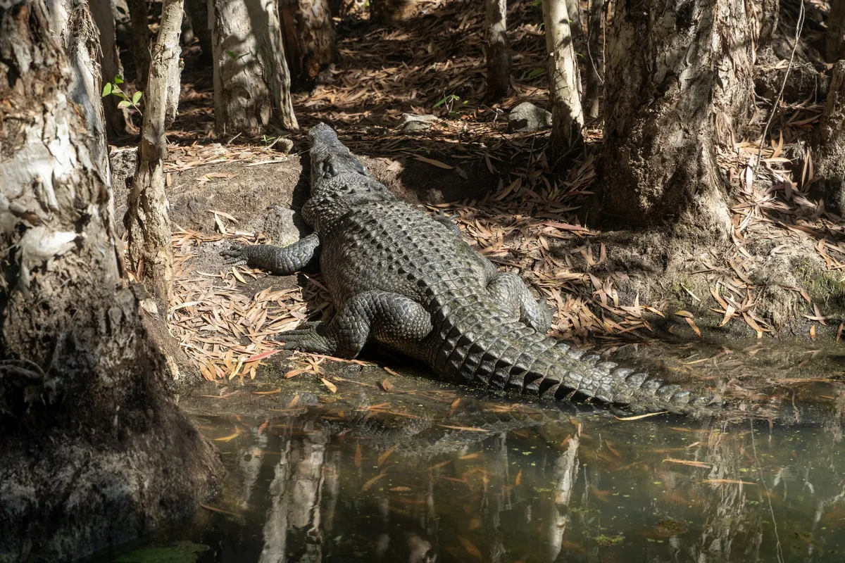 Salt water Crocodile