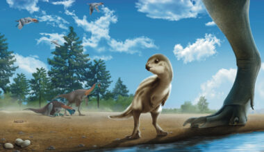 Scientists Discovered a New Dinosaur Species in South Korea, and It’s Named After a Cartoon