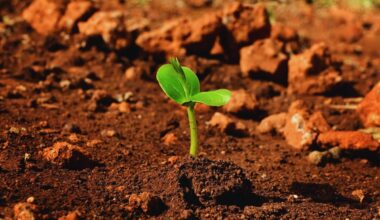 Scientists Have Identified A Plant That Can Lose 98% Of Its Water And Still Grow On Mars