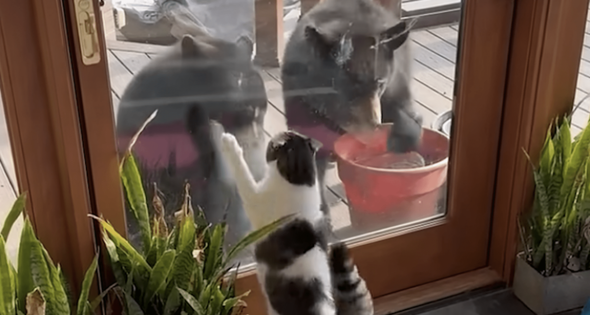 WATCH: House Cat Fearlessly Battles Pair Of Bear Cubs Through The Window Of North Carolina Home
