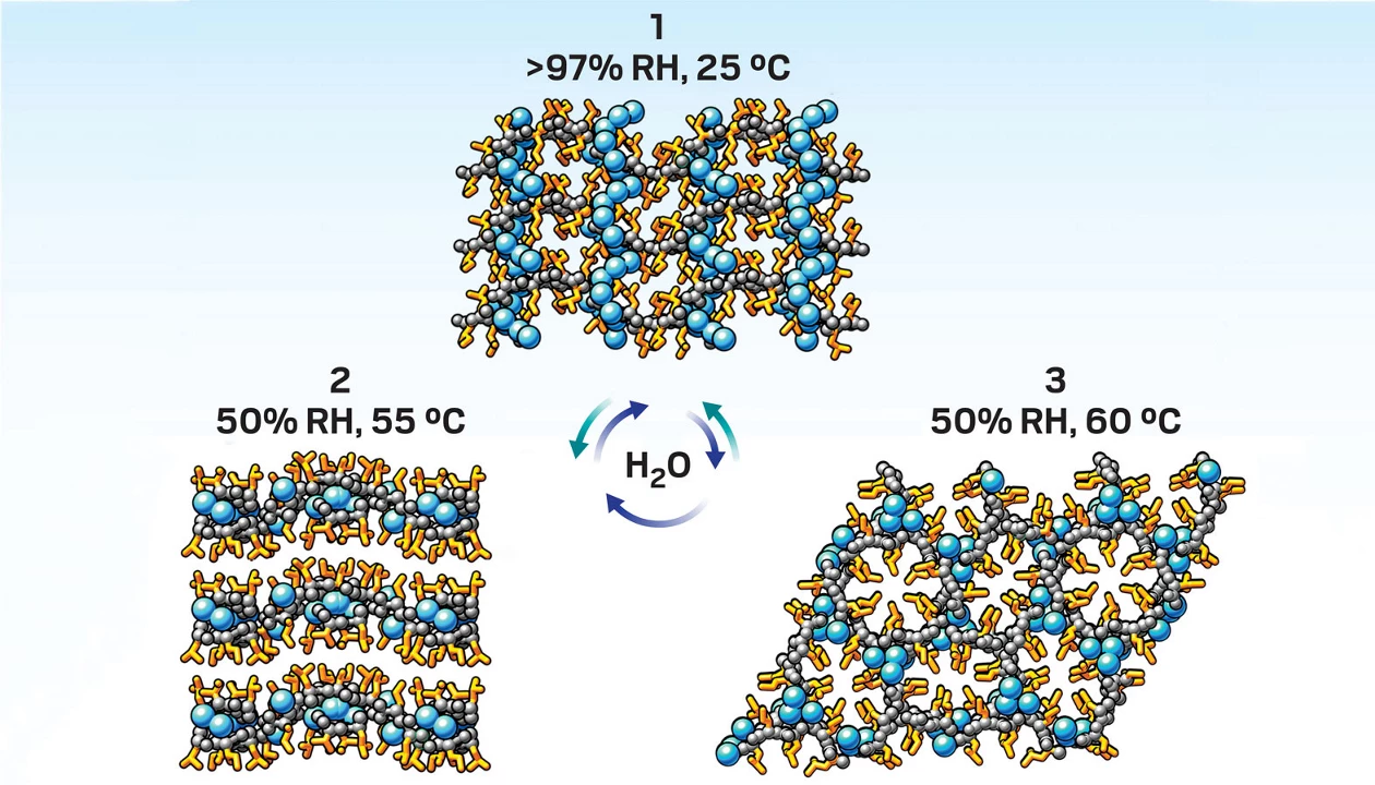 Shape-shifting peptide material controlled by humidity