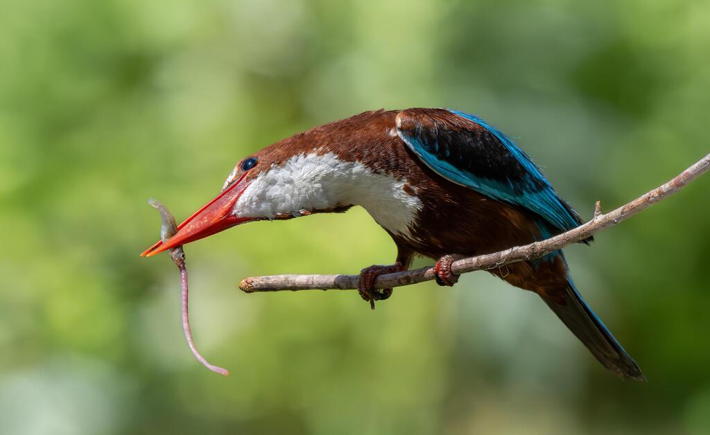 A kingfisher caught a fish that had just caught a worm (Photo: Eldad Cohen Tzedek) שלדג לבן-החזה אוחז בדג עם שלשול גשם במקורו