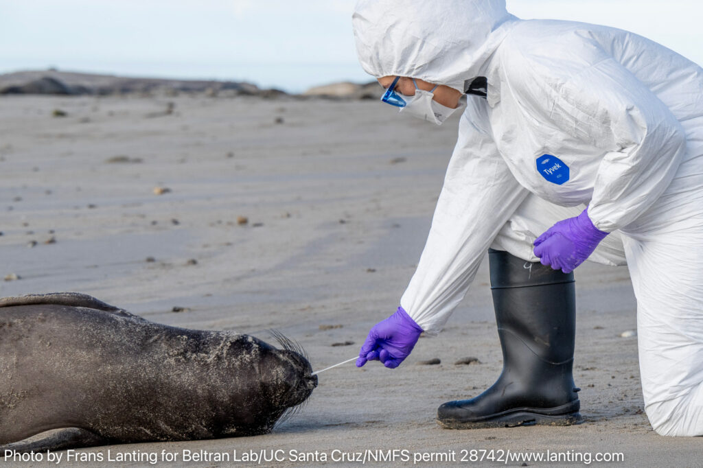 A researcher collects a nasal swab sample from a symptomatic elephant seal weaned pup for avian influenza testing. Credit: Frans Lanting for the Beltran Lab/UC Santa Cruz under NMFS Permit 28742