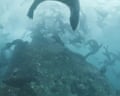 Sylvia Earle swimming with fur seals in the Juan Fernandez Archipelago, Chile