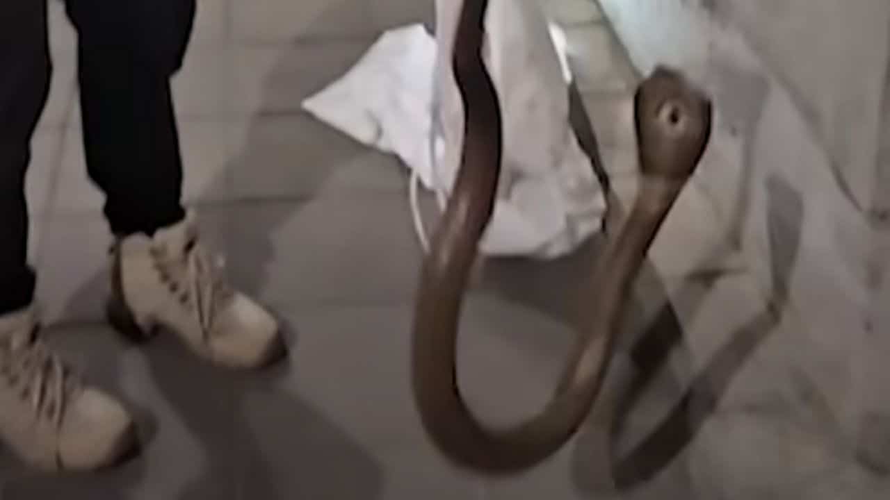Thai rescuer escapes danger after cobra escapes in car