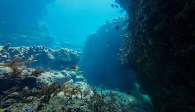 This 20 Arm Creature Was Hiding In Antarctica’s Ocean For Centuries, Now It’s Finally Revealed