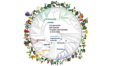 Uncovering Ancient DNA Sequences That Control Gene Function Across Plant Evolution