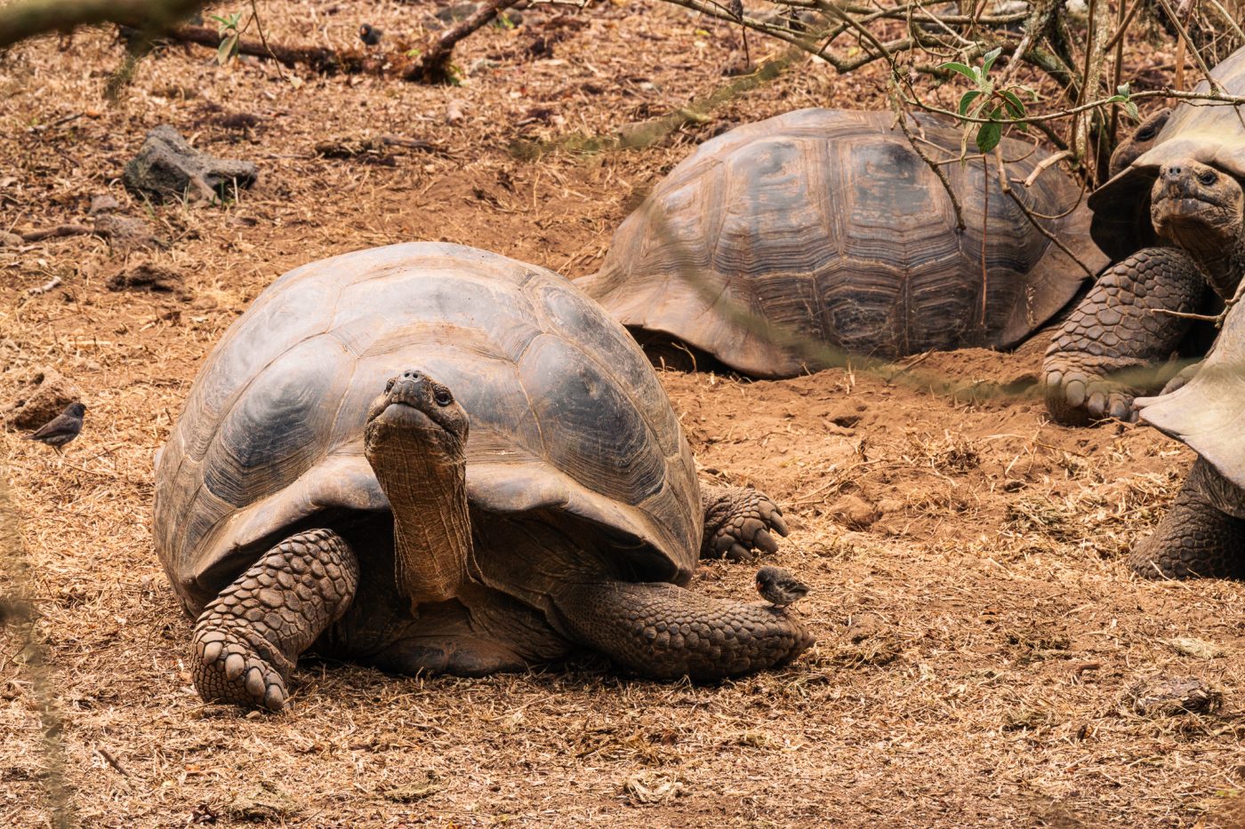 Slow Breaking News: A Giant Tortoise Revival