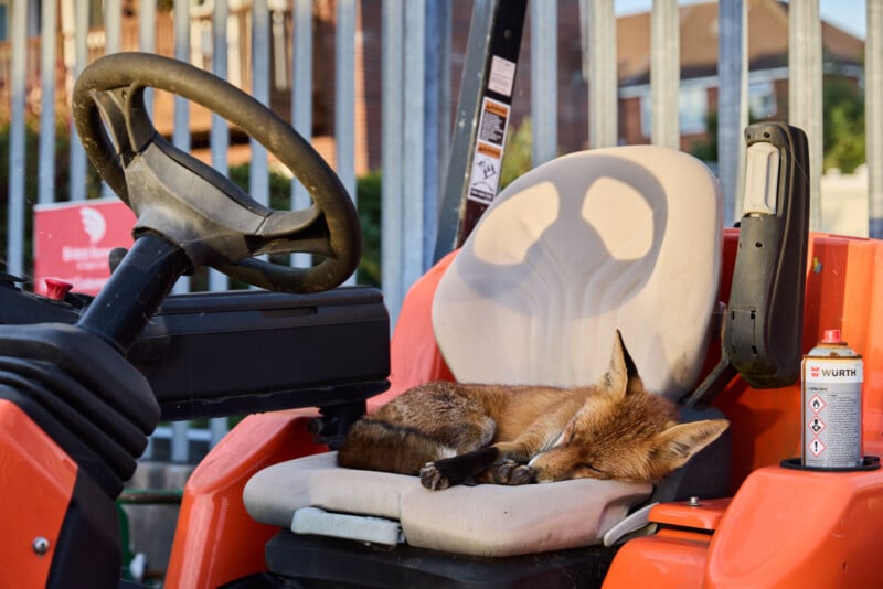 A fox is curled up and sleeping on the seat of an orange construction vehicle, next to a can of spray. Metal fence bars and a blurred building are visible in the background.