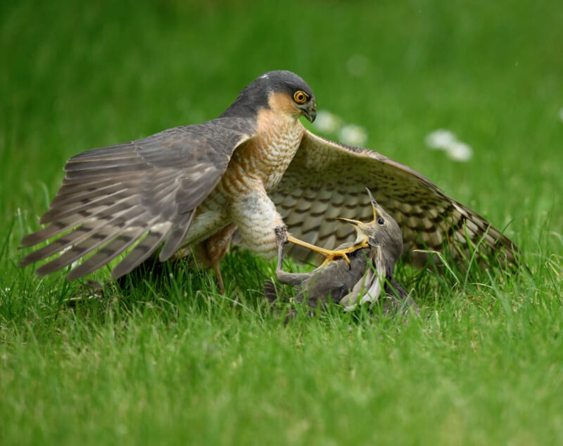 A hawk pins a smaller bird to the grass with its talons, wings spread wide. The smaller bird lies on its back, beak open in distress, while the green grass and some small white flowers surround them.