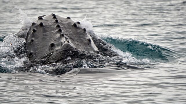 Part of a whale visible, just breaching the surface of the ocean 