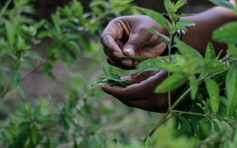 Herbal lifeline: How indigenous remedies offer second chances to patients