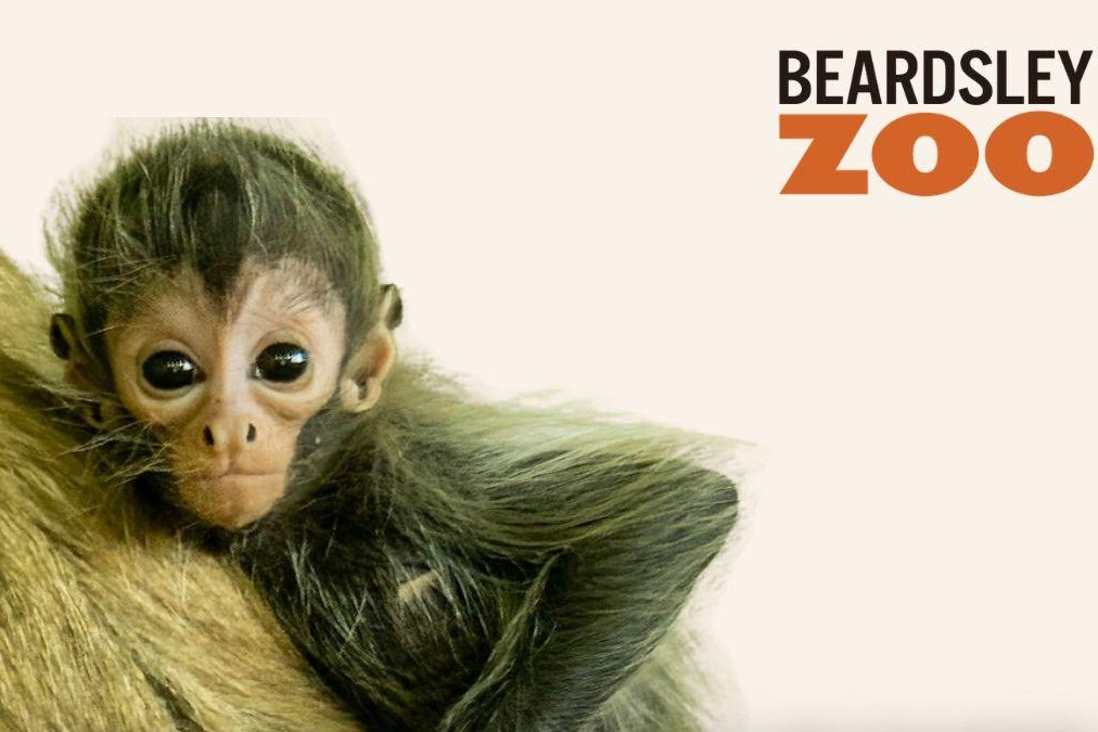 Zoo seeks public's help to name baby spider monkey