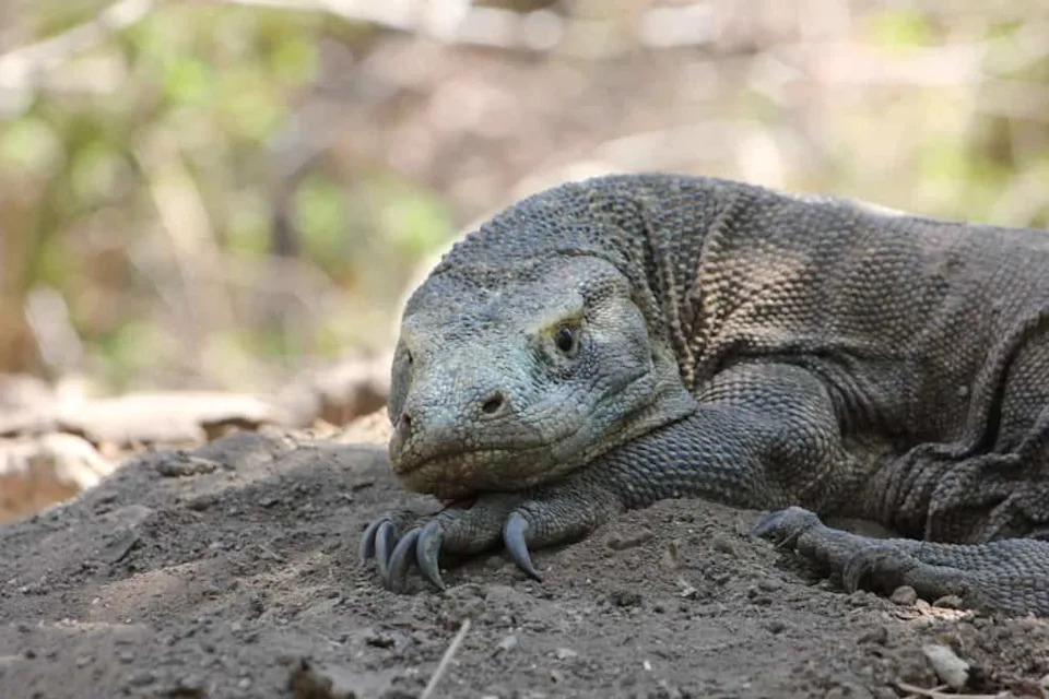 Facts About Komodo Dragons