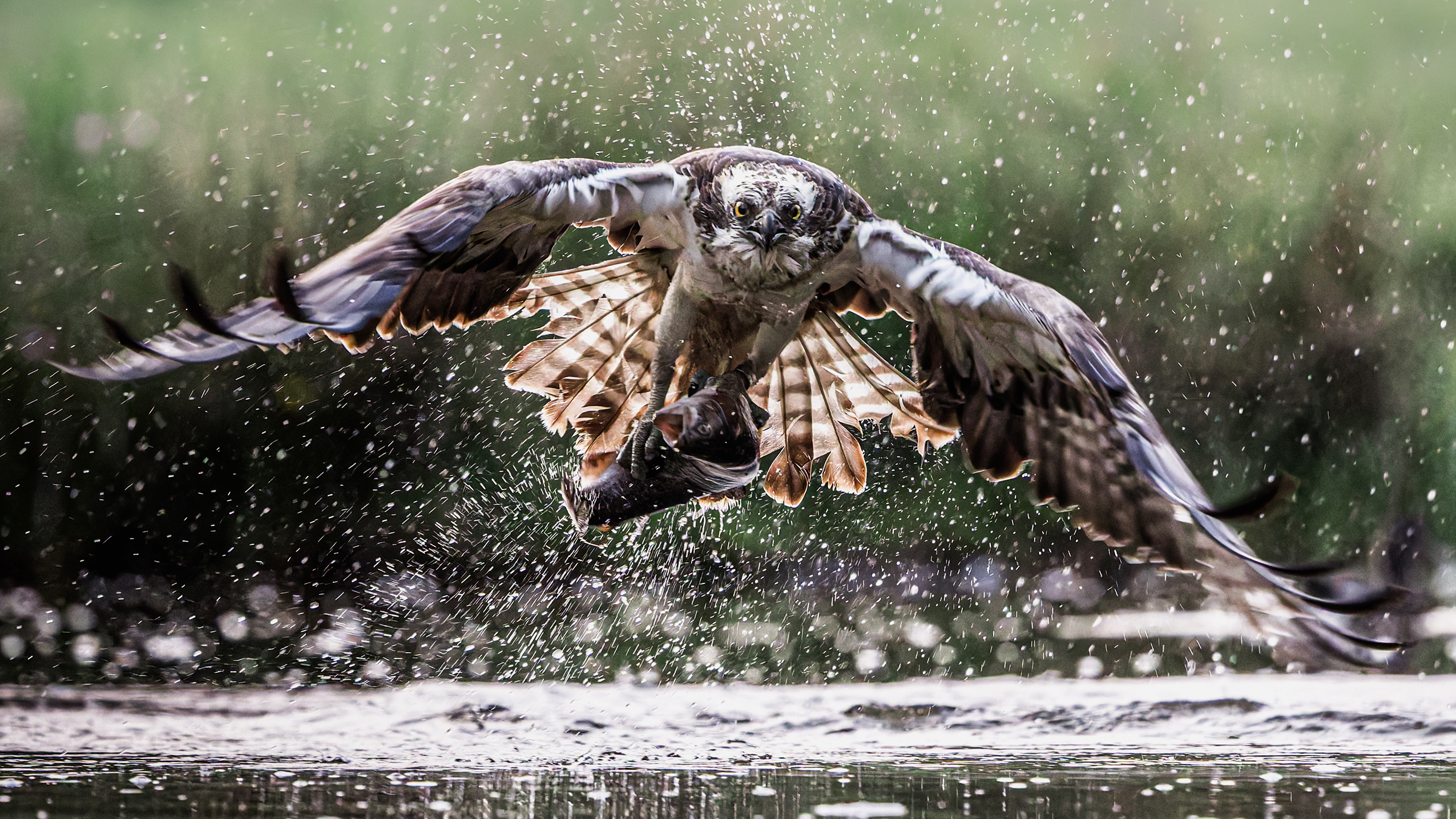 An osprey with outstretched wings lifts a fish from a lake, water droplets scattering. The background is a blurred, serene green