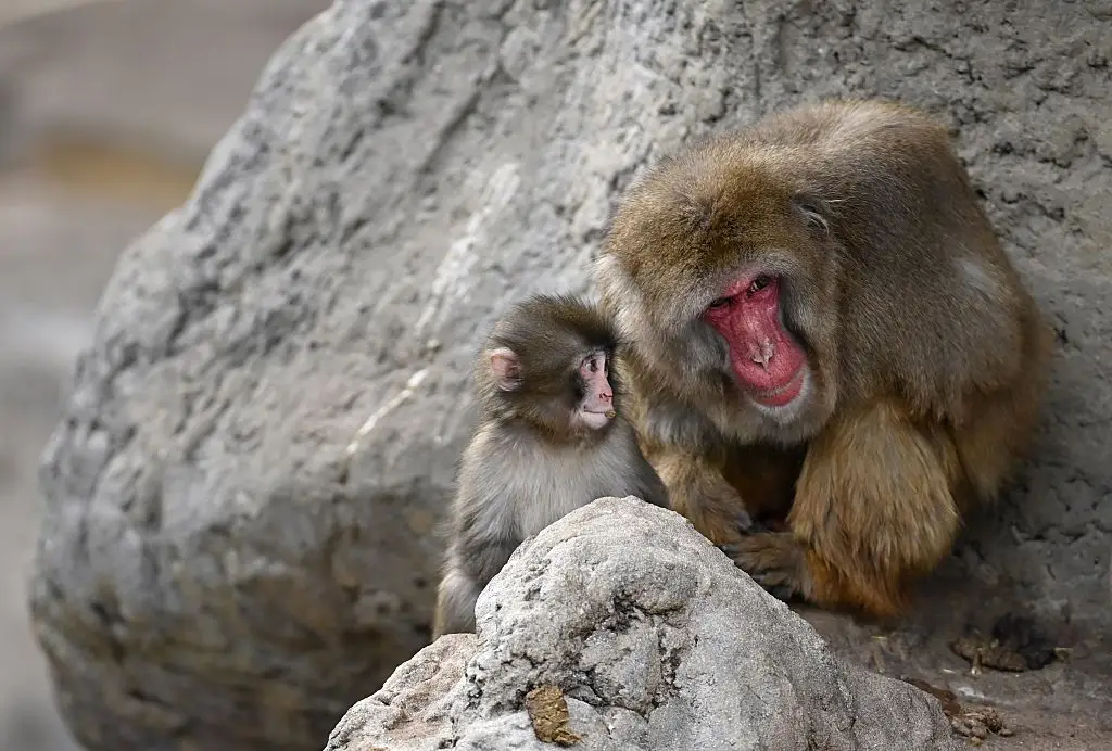 The psychologist addressed the 'selective empathy' discourse regarding Punch's story (Anadolu / Contributor / Getty Images)