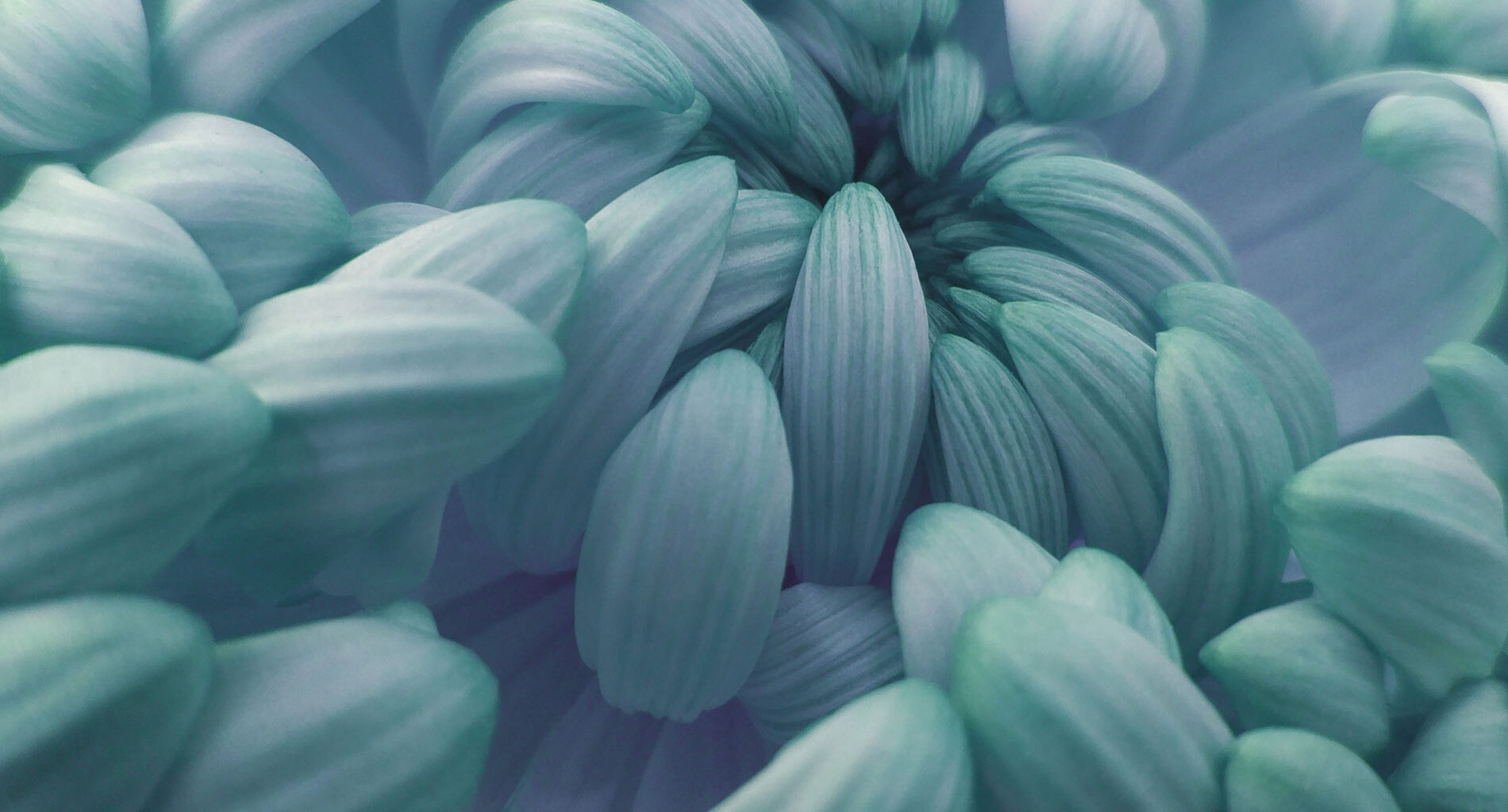 CFTC Issues Significant Staff Advisory on Prediction Markets - Dentons