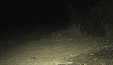 After 150 Years, Rare Species Once Thought Extinct Makes A Stunning Return To Australia’s Wilds