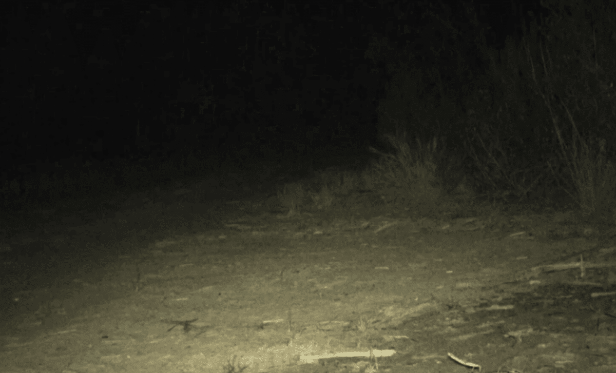 After 150 Years, Rare Species Once Thought Extinct Makes A Stunning Return To Australia’s Wilds