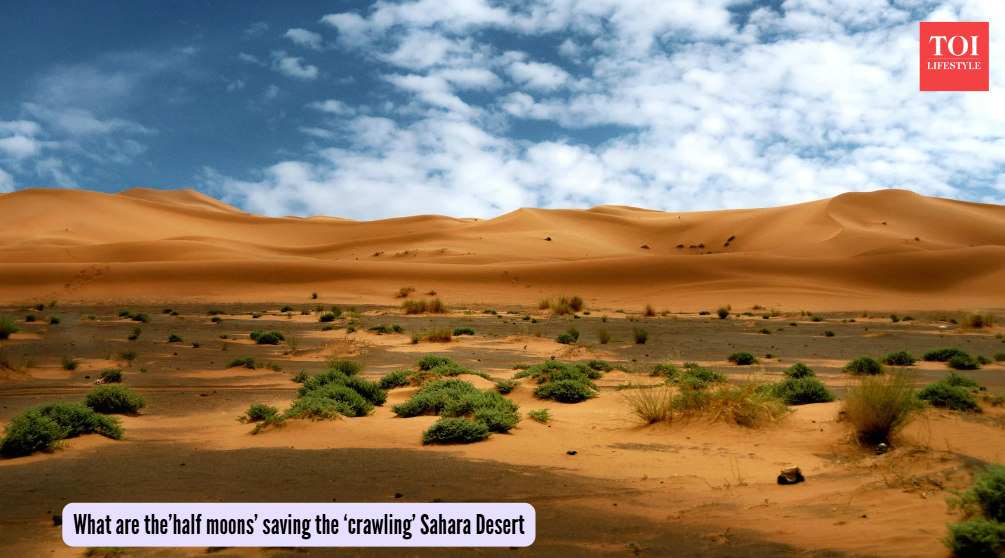 After China saved the Taklamakan Desert by planting trees, ‘half-moons’ save the ‘crawling’ Sahara in Africa!