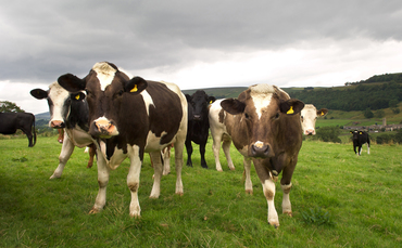 More bluetongue-related abortions and birth defects reported on farms - Farmers Guardian