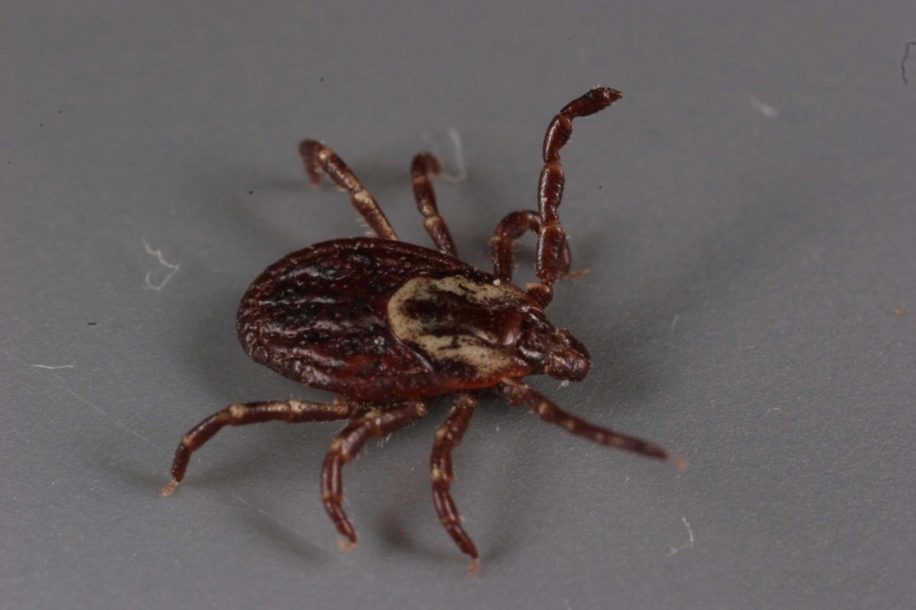 A close-up image of a dark brown tick with a lighter tan area on its back, highlighting detailed features of its body and legs against a plain gray background.