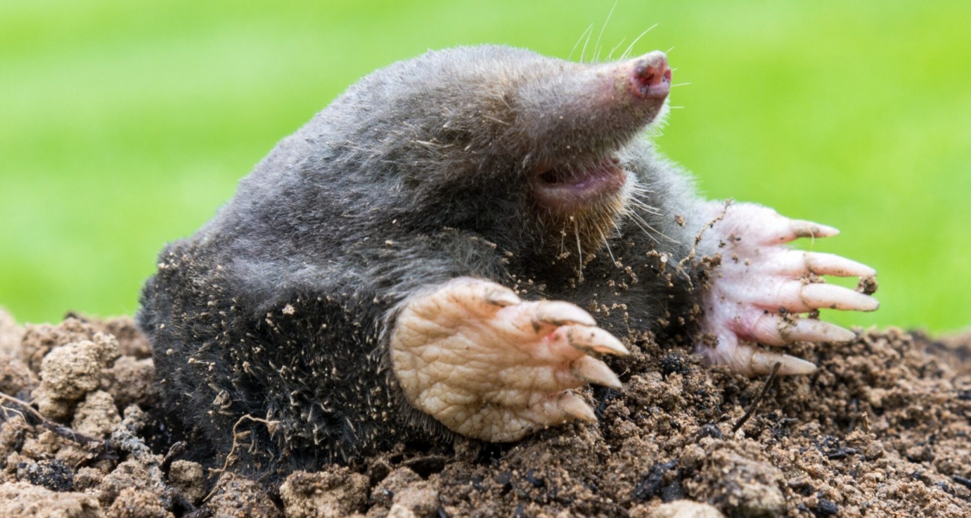 Wild animals are reshaping Earth’s surface