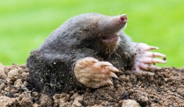 Wild animals are reshaping Earth’s surface