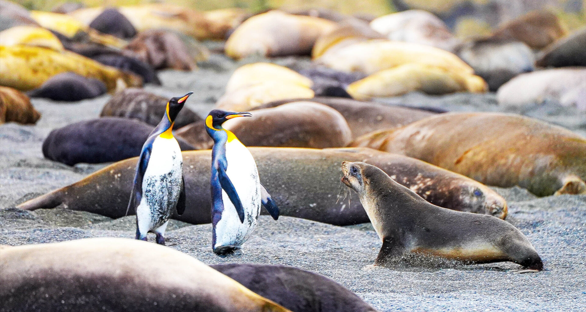 Antarctic sea ice grew for decades until a dramatic decline in 2015