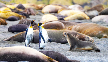 Antarctic sea ice grew for decades until a dramatic decline in 2015