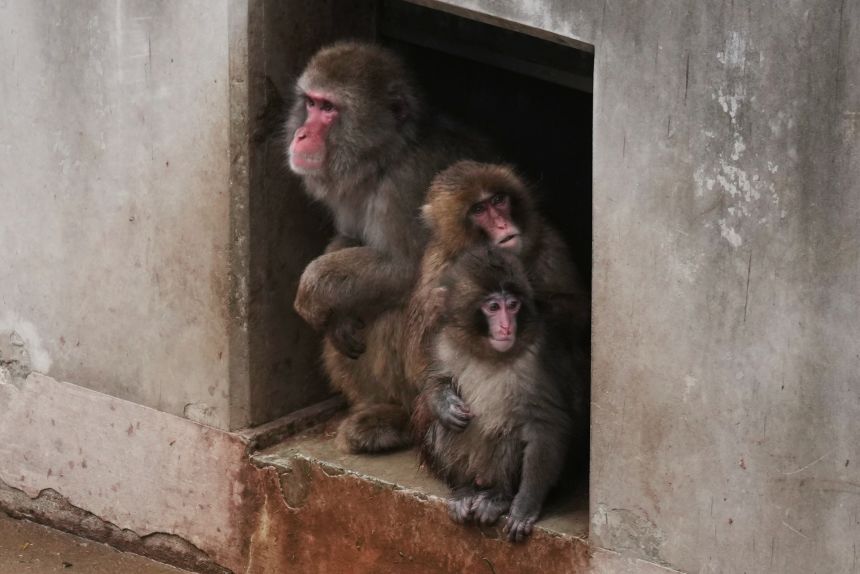 Punch a Japanese macaque born on July 26, 2025, sits with others in the monkeys' playground at the Ichikawa city zoo in Chiba, Japan, on March 3, 2026.